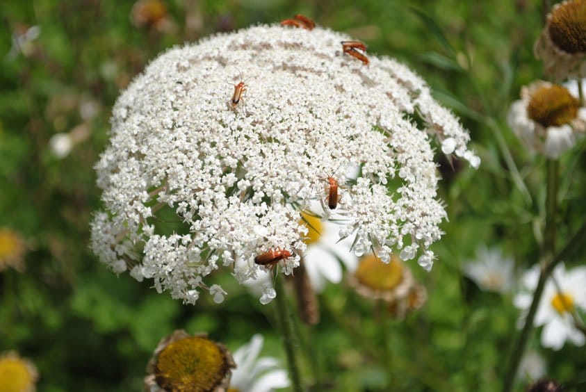 Wild Carrot wildflower