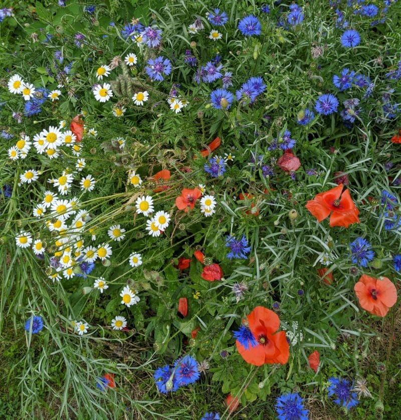 Cornfield annuals