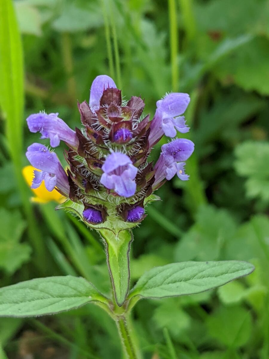 Prunella Vulgaris