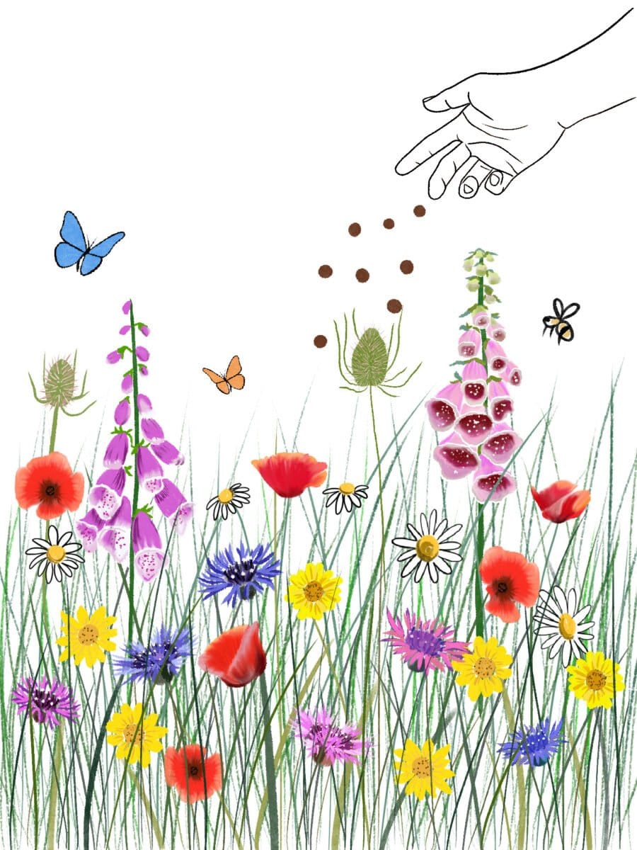 Sowing wildflower seeds illustration