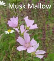 Musk Mallow