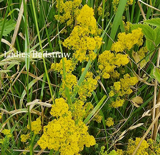 Ladies Bedstraw wildflower