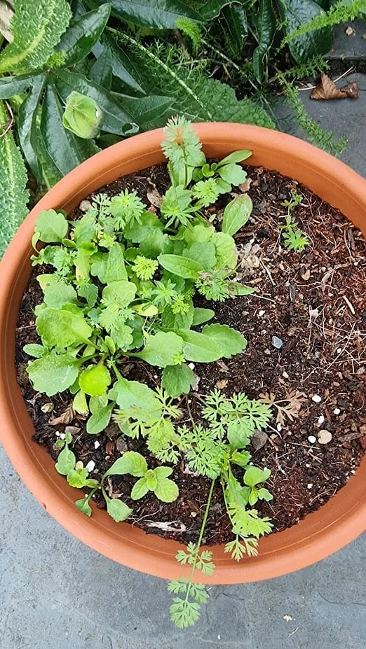 Germinating wildflower seeds