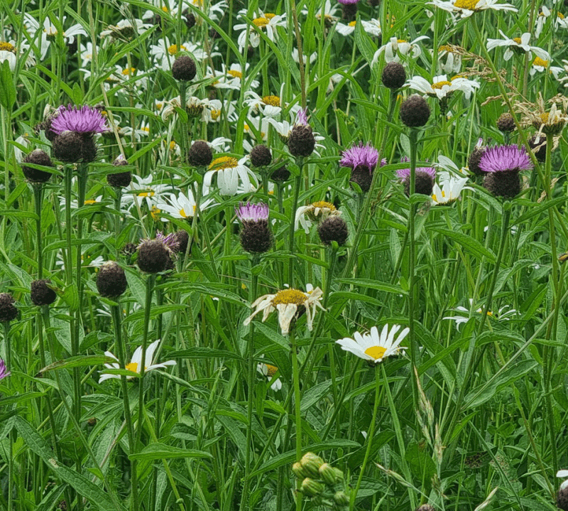 Wildflower meadow