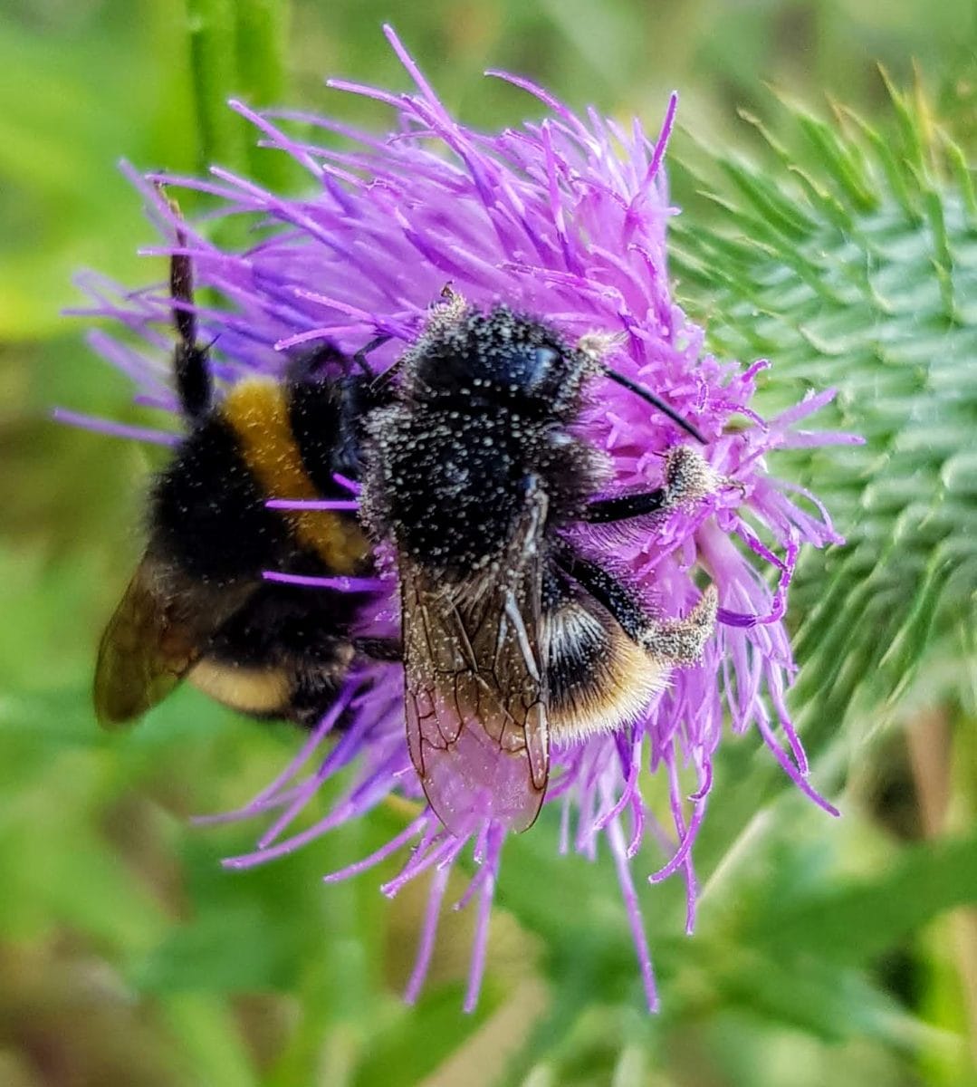 Bees on purple knapweed flower close up