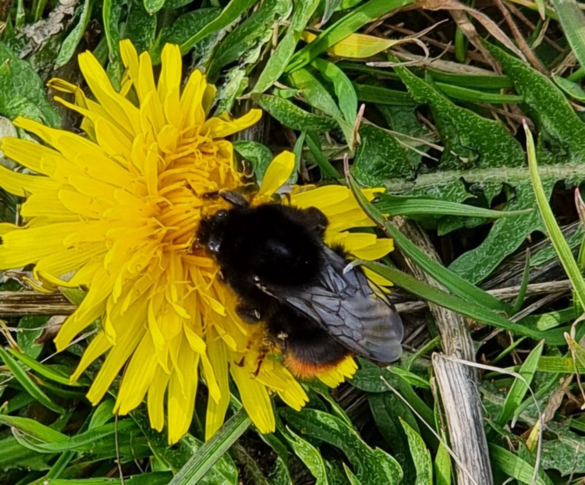 Bumblebee on yellow dandelion flower