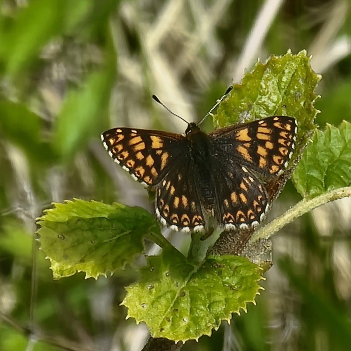 Duke of Burgundy butterfly on green leaf