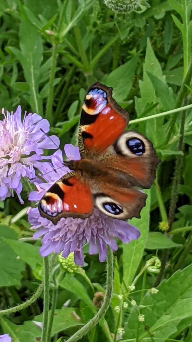 Peacock butterfly on purple wildflower